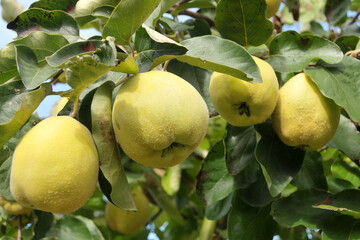 Reife Quitten am Baum kurz vor der Ernte