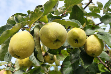 Reife Quitten am Baum kurz vor der Ernte