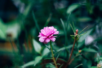 Album Flowers and trees