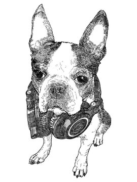 Boston Terrier Sketch Series 2