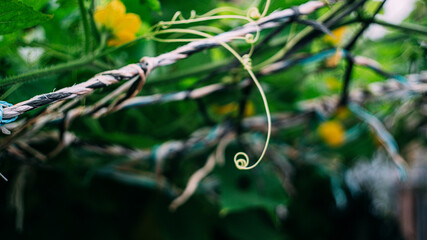Album Flowers and trees