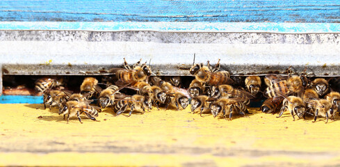 
A large number of bees near the entrance to the hive... Some enter, others exit, and others guard. Everyone performs their own function and responsibilities...