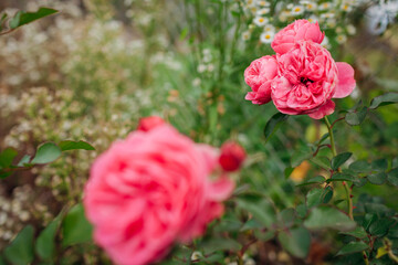 Leonardo da Vinci pink rose blooming in summer garden. Meilland selection roses flowers
