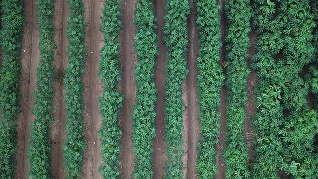 Aerial view of Cassava field in agriculture farmland of Thailand. Cassava is a major staple food in the developing world.