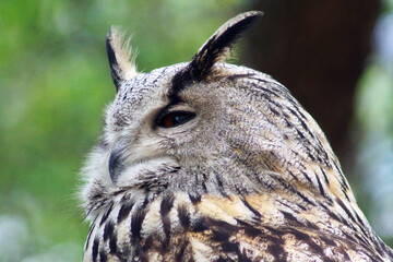 Old owl in national reserve near Lipetsk, Russia