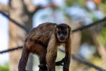 Brown capuchin monkey (cebus capucinus) on branch of tree. Selective focus shot of monkey sitting on a log in nature. A funny little macaque looks aside. Capuchins young monkey sitting on an old log