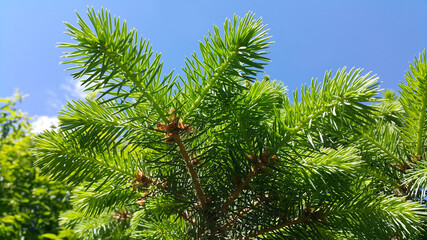Fototapeta premium Fresh branch of evergreen coniferous tree in sunlight on blue sky background