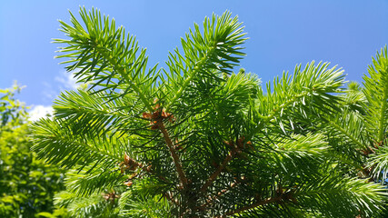 Fresh branch of evergreen coniferous tree in sunlight on blue sky background