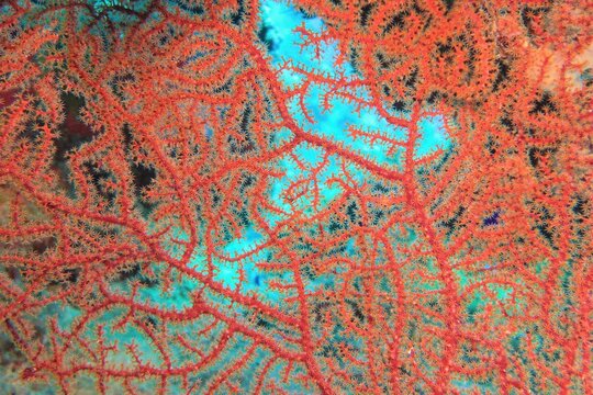 Organic texture of red fan Coral (Acabaria), Red Sea . Abstract background.