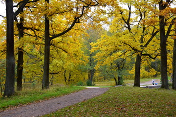 Naklejka premium autumn in the park