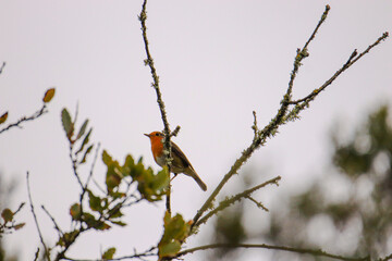 Robin Redbreast in a tree. European Robin