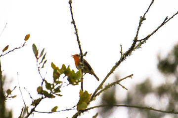 Robin Redbreast in a tree. European Robin