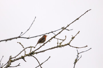 Robin Redbreast in a tree. European Robin