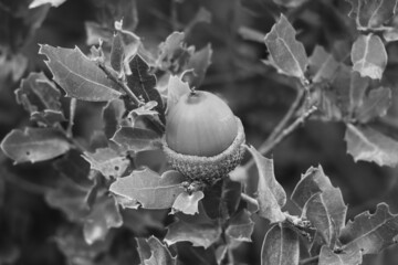 Acorns fruits on oak tree branch in forest. Closeup acorns oak nut tree on green background. 