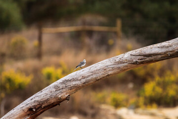 The white wagtail (Motacilla alba) on top of a tree trunk.