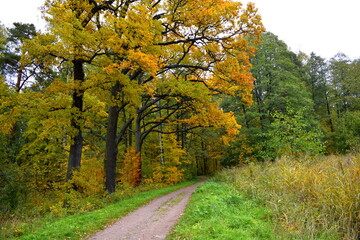 Naklejka premium autumn in the park