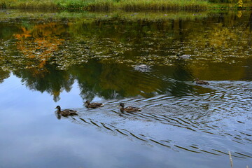 duck in the water