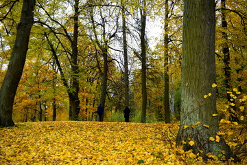 autumn in the park