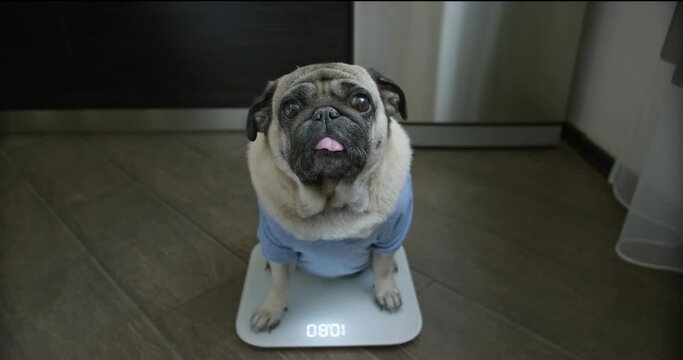 Cute, funny pug dog sitting surprised on the scales near fridge. Upset, amazed about overweight problem. Funny tilting head. Funny plump, well-fed, fat dog concept. Kitchen interior