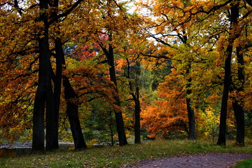 Fototapeta premium autumn in the park