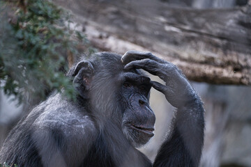 a thoughtful chimpanzee from the berlin zoo
