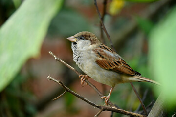 closeup the small brown black sparrows sitting on the tree over out of focus green brown background.