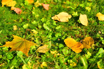 yellow foliage on green grass