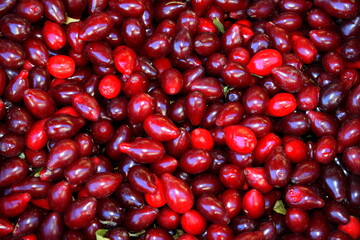 red ripe dogwood berries, berry picking