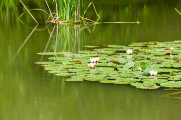 teich; see; waldsee; seerosen; blatt; seerosenteich; fischteich; angelsee; angelteich; grün; wasser; wald; natur; niemand; freiraum; sommer; jahreszeit; erholung; ruhe; stille; einsam