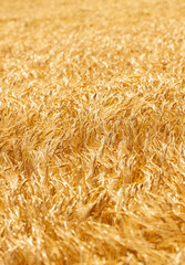 Reife Gerstenähren im Sommer in einem Getreidefeld