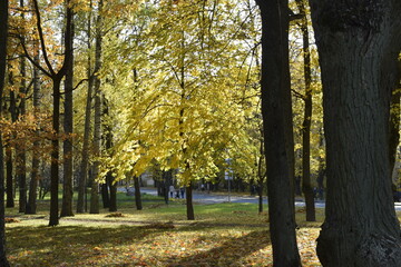 autumn in the park