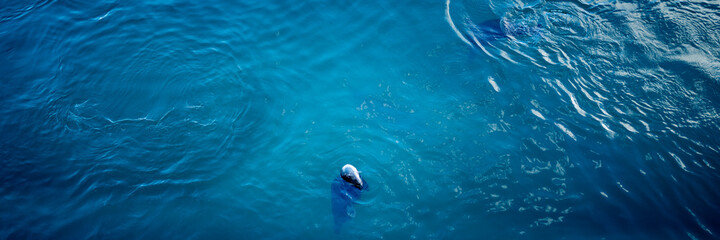 Sea seals playing Hide and Seek Game. One glittery seal's head looking around above the blue water surface at sunrise, aerial view.
