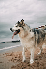 Big malamute standing on the sand beach and looking at the side