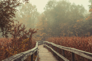 Boardwalk  on a foggy autumn morning