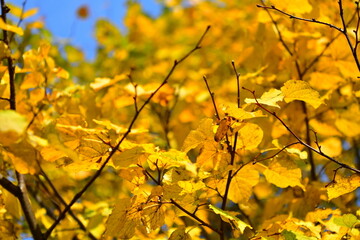 golden autumn leaves on a birch branch