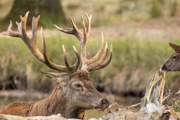 Red deer standing in a pond in a forest during rutting season, looking at a female deer at a cloudy day in autumn.