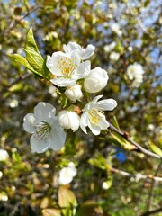 Flowers of the cherry blossoms on a spring day