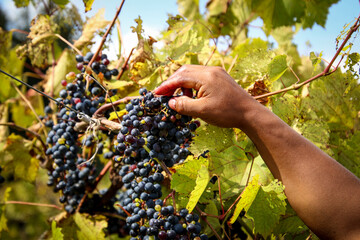 Man's hand is reaching  ripe grapes in the vine 