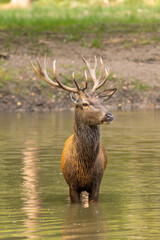 Red deer standing in a pond in a forest during rutting season at a cloudy day in autumn.