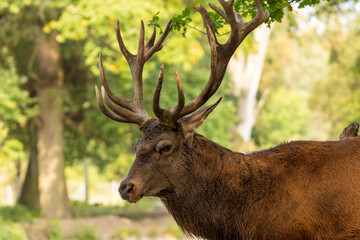 Obraz premium Red deer in a forest during rutting season.