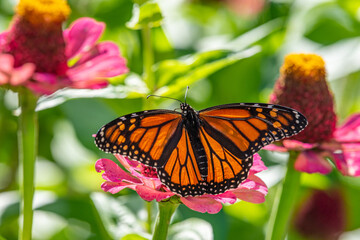 Orange monarch butterfly perched on pink zinnia flower in garden