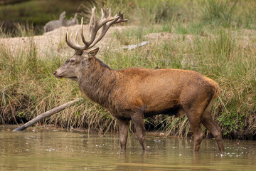 Naklejka na ściany i meble Red deer standing in a pond in a forest during rutting season at a cloudy day in autumn.