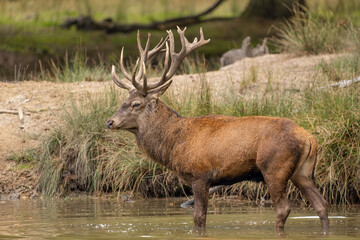 Naklejka na ściany i meble Red deer standing in a pond in a forest during rutting season at a cloudy day in autumn.