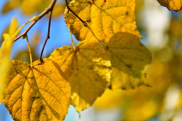 golden autumn leaves on a birch branch