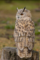 A portrait of an eagle owl next to a forest at a cloudy day in autumn.