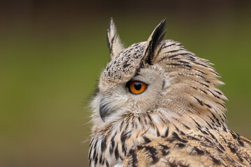 A portrait of an eagle owl next to a forest at a cloudy day in autumn.