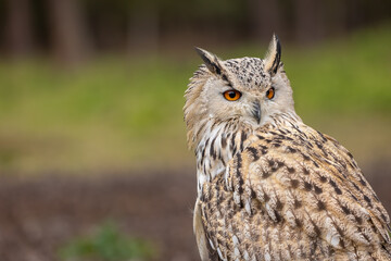 A portrait of an eagle owl next to a forest at a cloudy day in autumn.