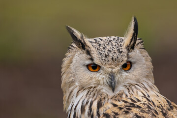 A portrait of an eagle owl next to a forest at a cloudy day in autumn.