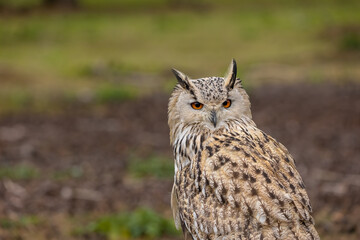 Obraz premium A portrait of an eagle owl next to a forest at a cloudy day in autumn.