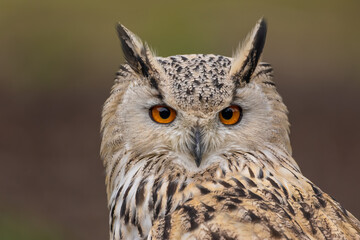 A portrait of an eagle owl next to a forest at a cloudy day in autumn.